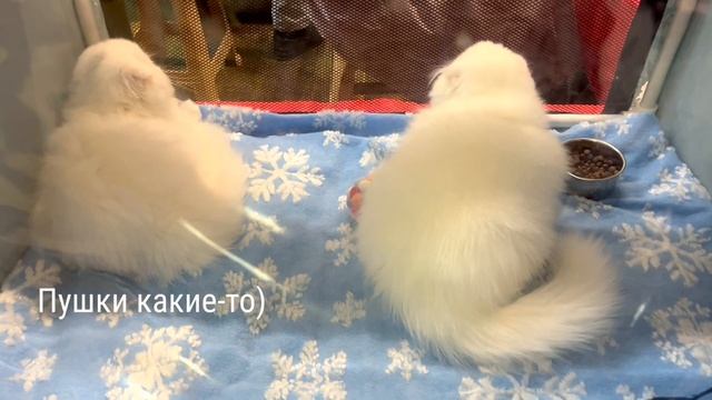 Выставка кошек Породы кошек / Cat Show