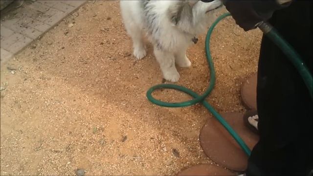 Gardening in the Backyard