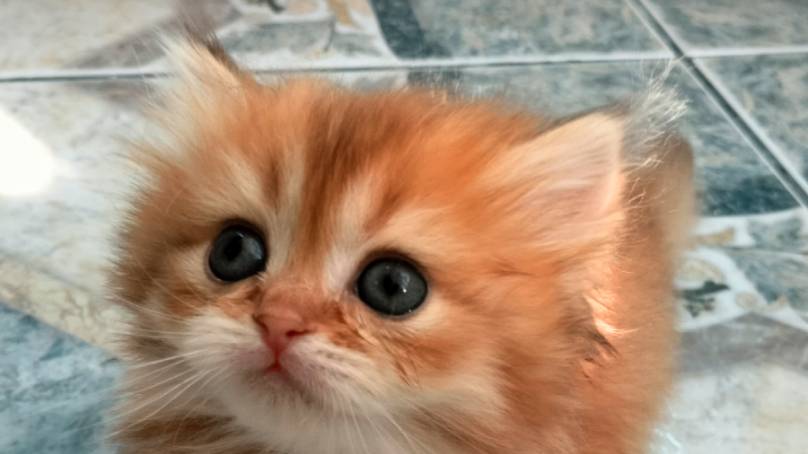 Золотые шиншиллы котята