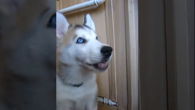 Хаски Кира