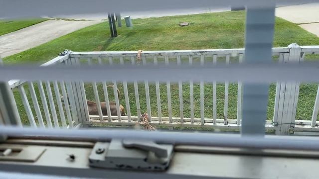 PITBULL CATCHES UPS DRIVER