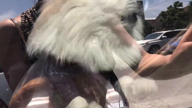 Грозная Охрана у машины🥳😍🤣
