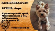 Пропала собака! СТЕША, йорк. Красноярский край, Минусинский р-н, с.Лугавское.