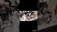 питомник шпицев 📞 +79874100700