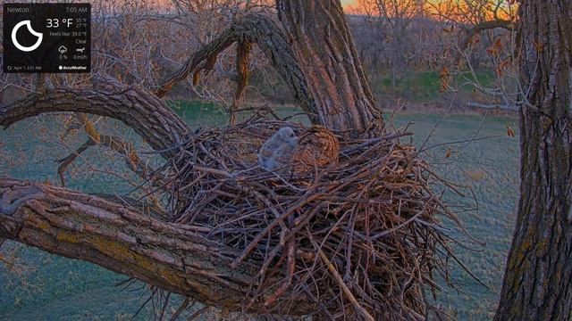 Kansas Great Horned Owl 4-1-2021.  9 deliveries; Lily swallows another snake; Tiger sits on a stick
