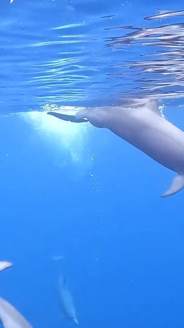 How BABY Dolphins are MADE! Wild Spinner Dolphin MATING! #Shorts #NeverSeenBefore