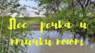 лес речка и птички поют