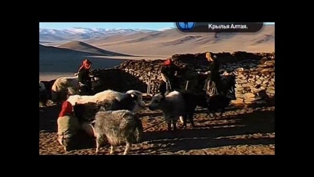 Kazak Balapan Krylja Altaja-(Балапан Крылья Алтая)