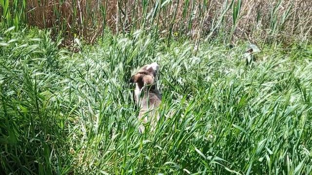 video_2025-04-29_12-50-06