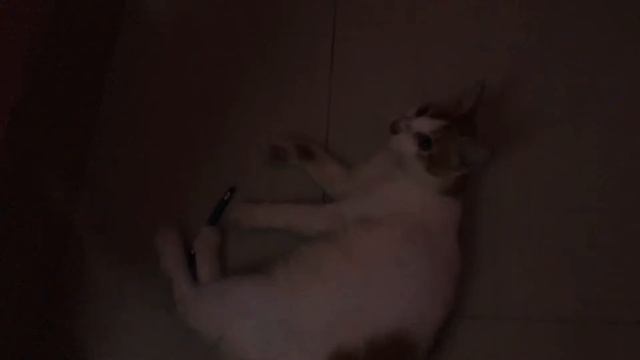Funny cat playing with pen