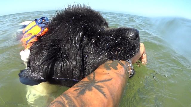 Спасатель Лилу.