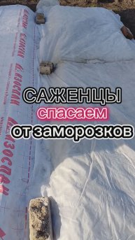 Спасаем саженцы от заморозков❄️😉