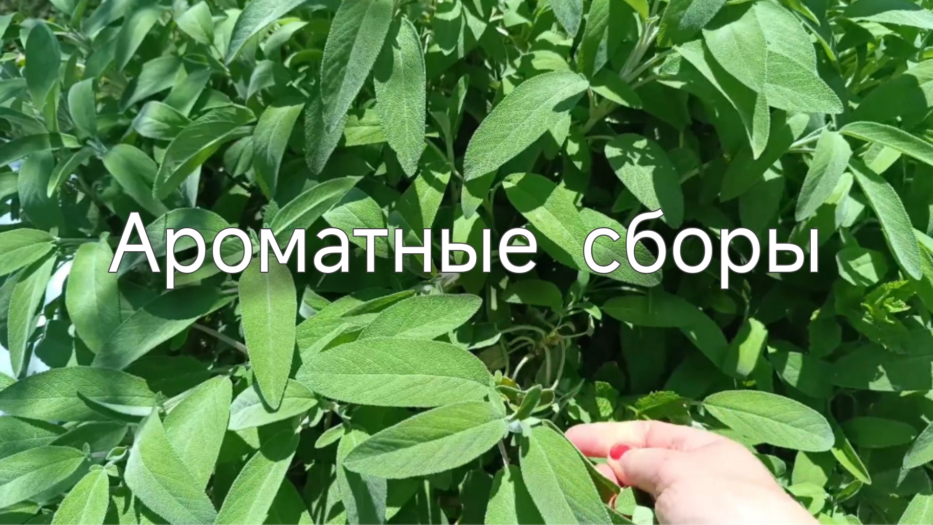Здоровье в доме. Ароматические травы.