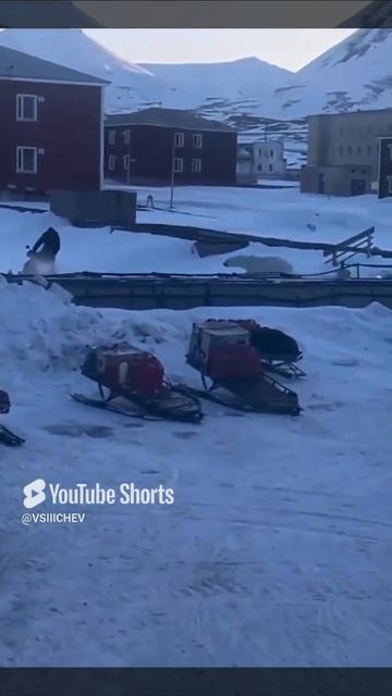 Человек и снегоход ❄️
