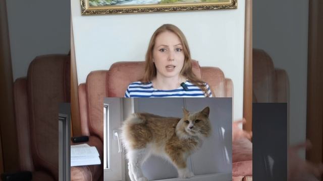 2 часть Породы Курильский бобтейл!