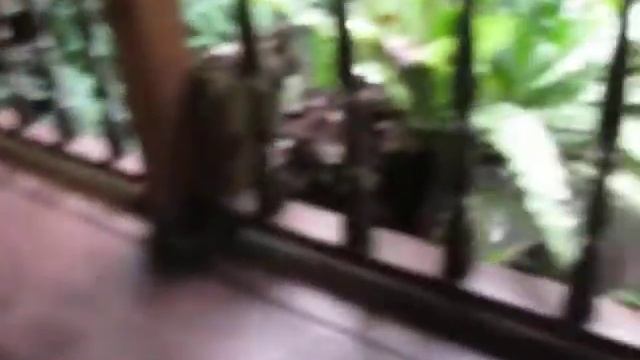 ужин в Tioman Paya Resort (Малайзия)