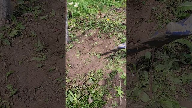 Готовим многолетники к сезону. Часть 1.