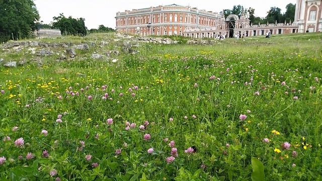 Шмель и развалины в Царицыно