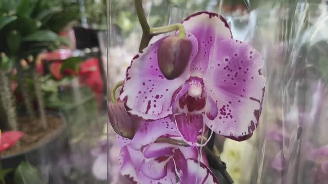 Phalaenopsis Magic art