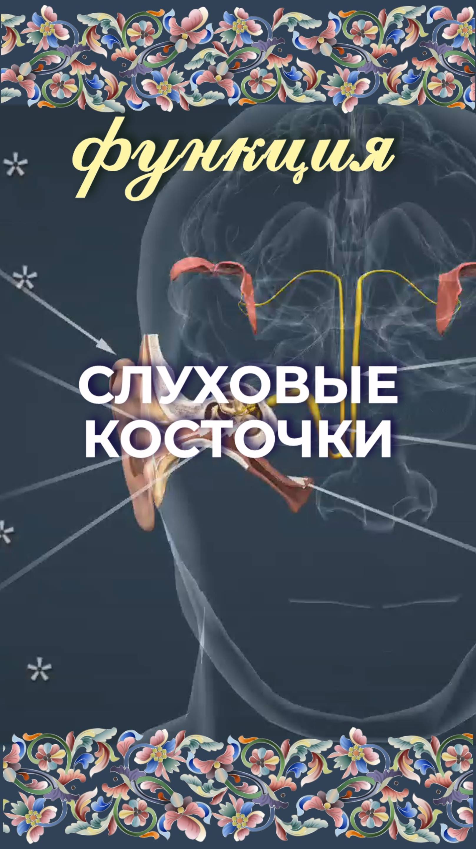 Функция слуховые косточки