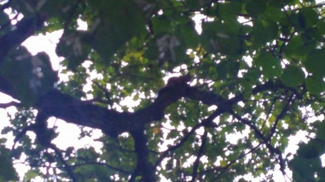 Белка #23/Катерица #23/Squirrel #23   22.07.2023  4K📹  #лес #природа #белка #squirrel #nature