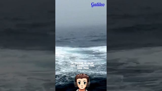 Hiu Megalodon adalah hiu terbesar yang sudah punah#shorts