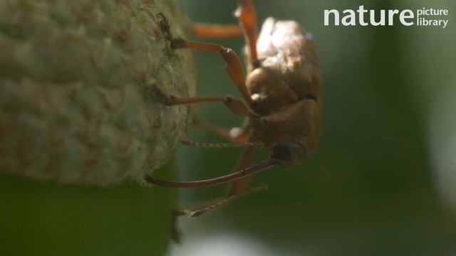 Acorn weevil drilling into an acorn