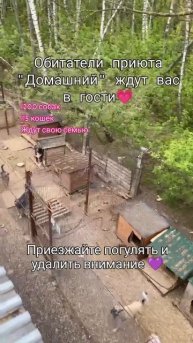 Подопечные приюта ждут вас в гости🩷
