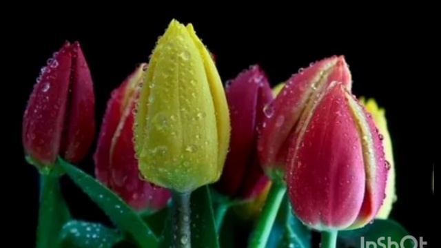 29-04-2025 Хотела прогуляться вечером, но зарядил дождь, умывая все вокруг...... Грустный вечер.....