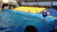 Выступление дельфинов
