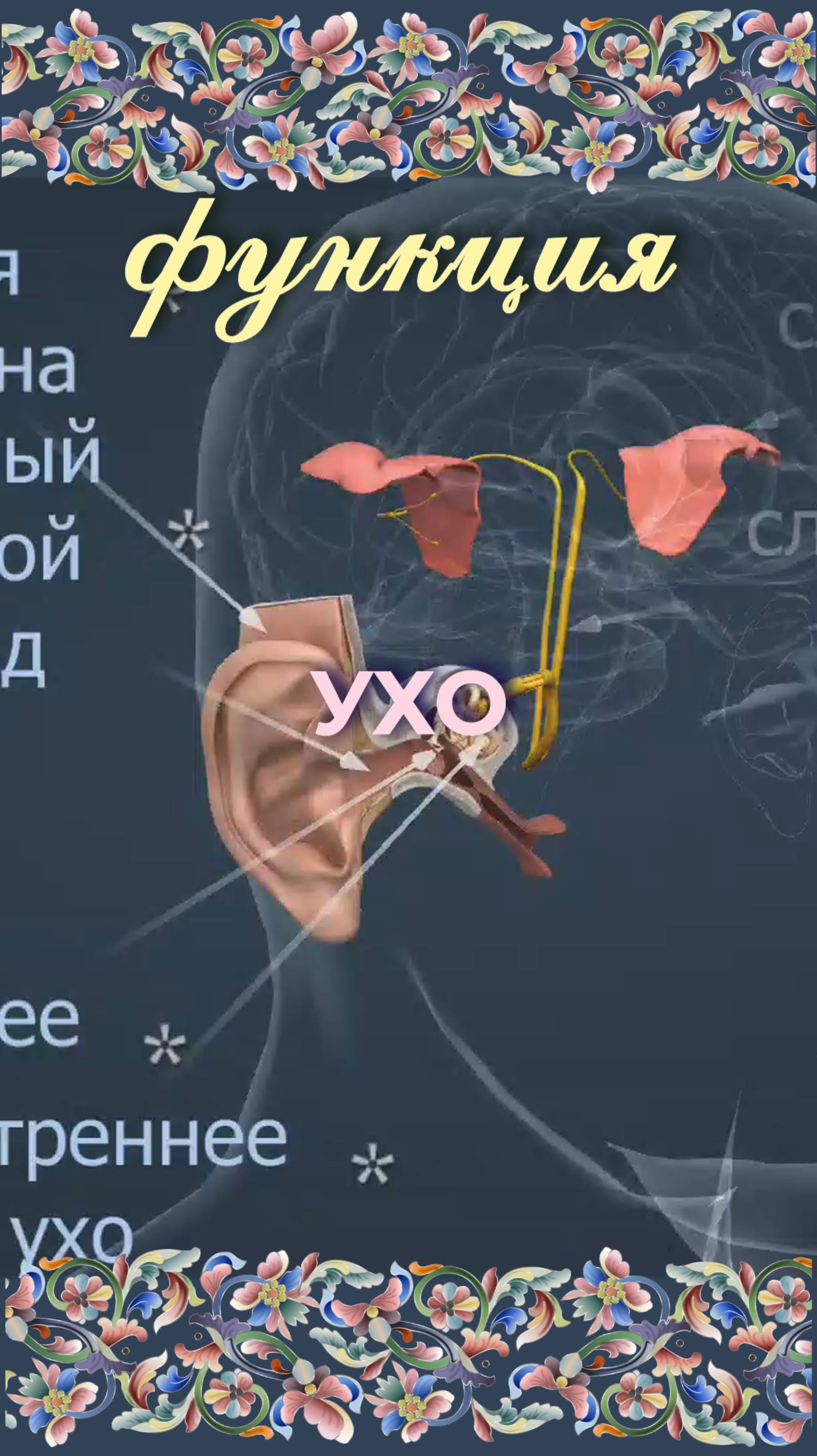 Функция ухо