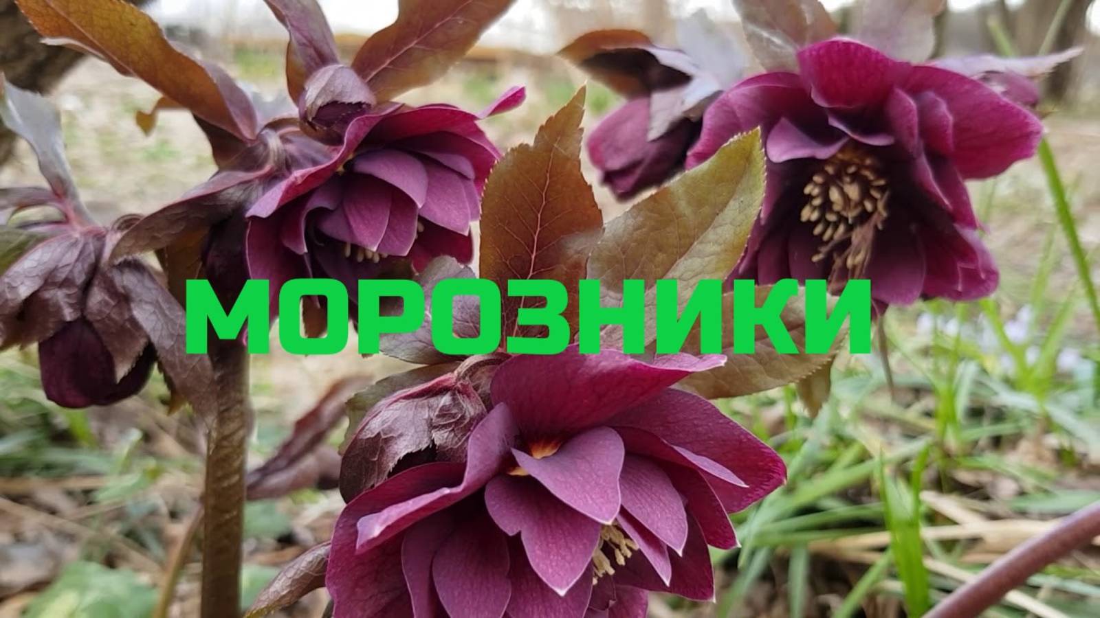 МОРОЗНИКИ.