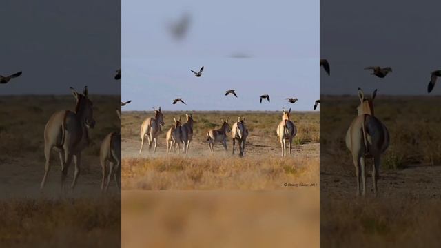 Барсакелмес мемлекеттік табиғи қорығы