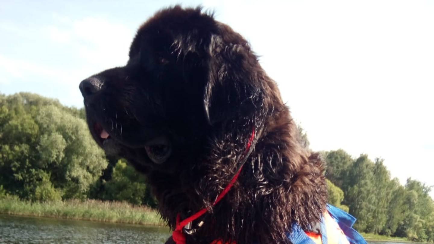 Абигайль - прыжок с лодки