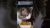 Как правильно перевести кошку на новый корм ?