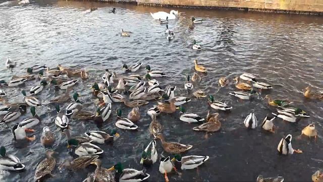 Моя Рига. Парк Аркадия. Лебеди и ути.