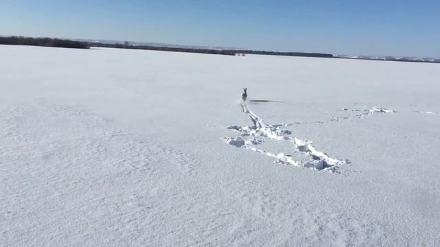 Заяц поднятый с лёжки