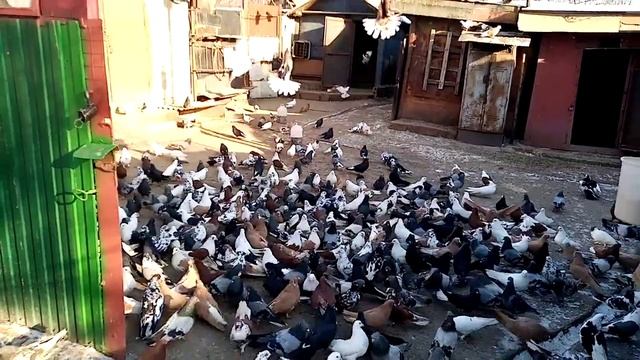 в гостях у дяди коли