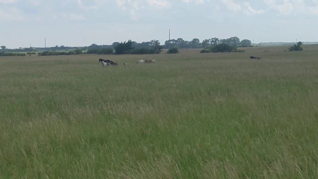 ponies in the distance and my shaky camera work
