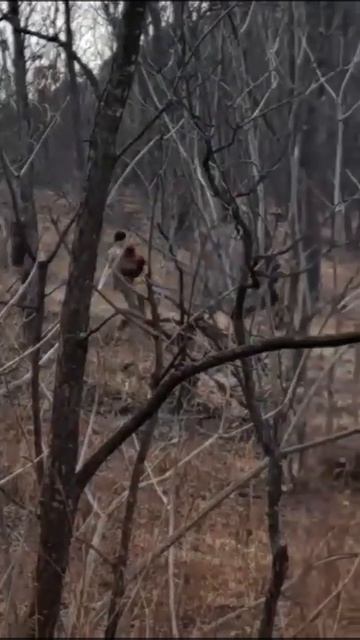 В Приморском крае собака спасла потерявшегося в лесу мальчика — она грела его ночью, чтобы он не за