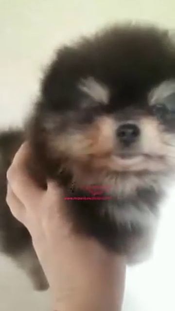 12194 Шпиц померанский мальчик