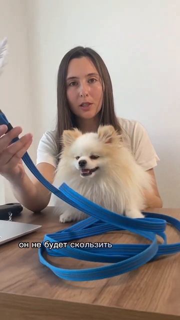 Правильный поводок #бонди #пушистыйдруг #собака #шпиц #