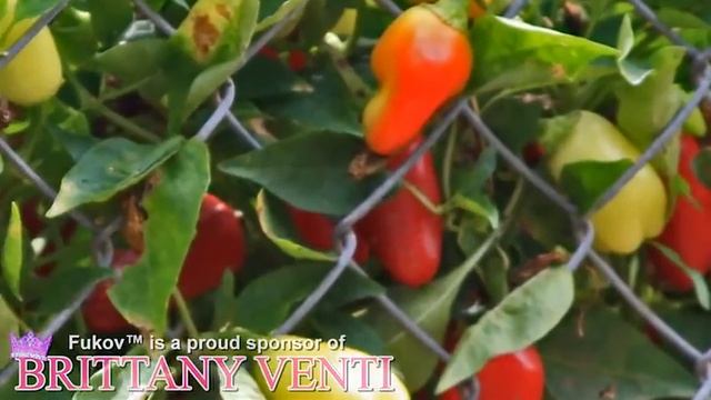 ХОТАСФОК Hot Sauce by Fukov (Brittany Venti advert)