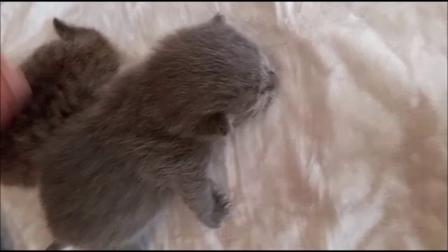 МАНЧКИН КОРОТКОЛАПЫЕ КОТЯТА НАЧАЛИ ОТКРЫВАТЬ ГЛАЗА