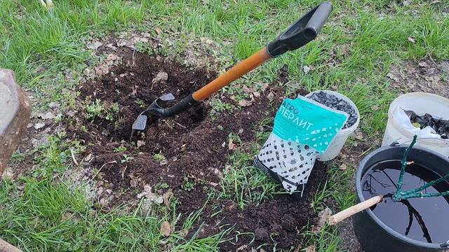 Посадка и реанимация канадской розы.
