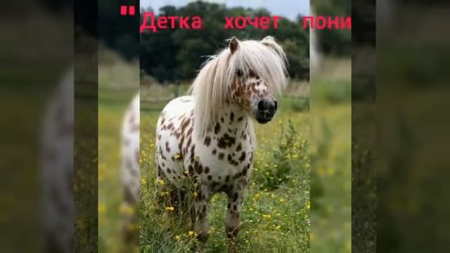 XXX13/23XXX "детка хочет пони"