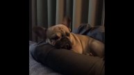 French Bulldogs Funny Moments & Fails Compilation #30 французский бульдог приколы