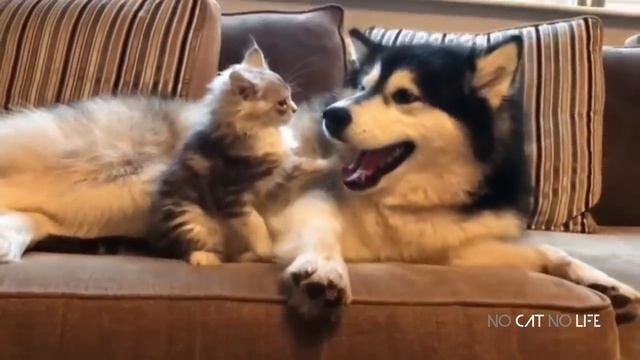 Смешные видео с кошками 9 минут Funny cats