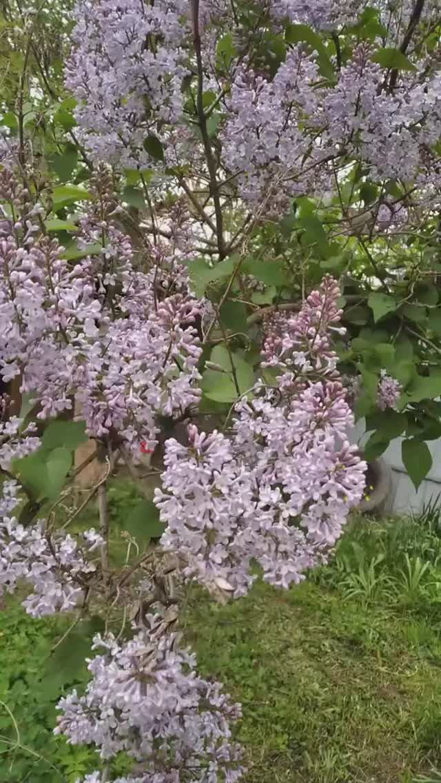 Крым, Судак, Дачное 28.04.2025. Сирень и наши куры