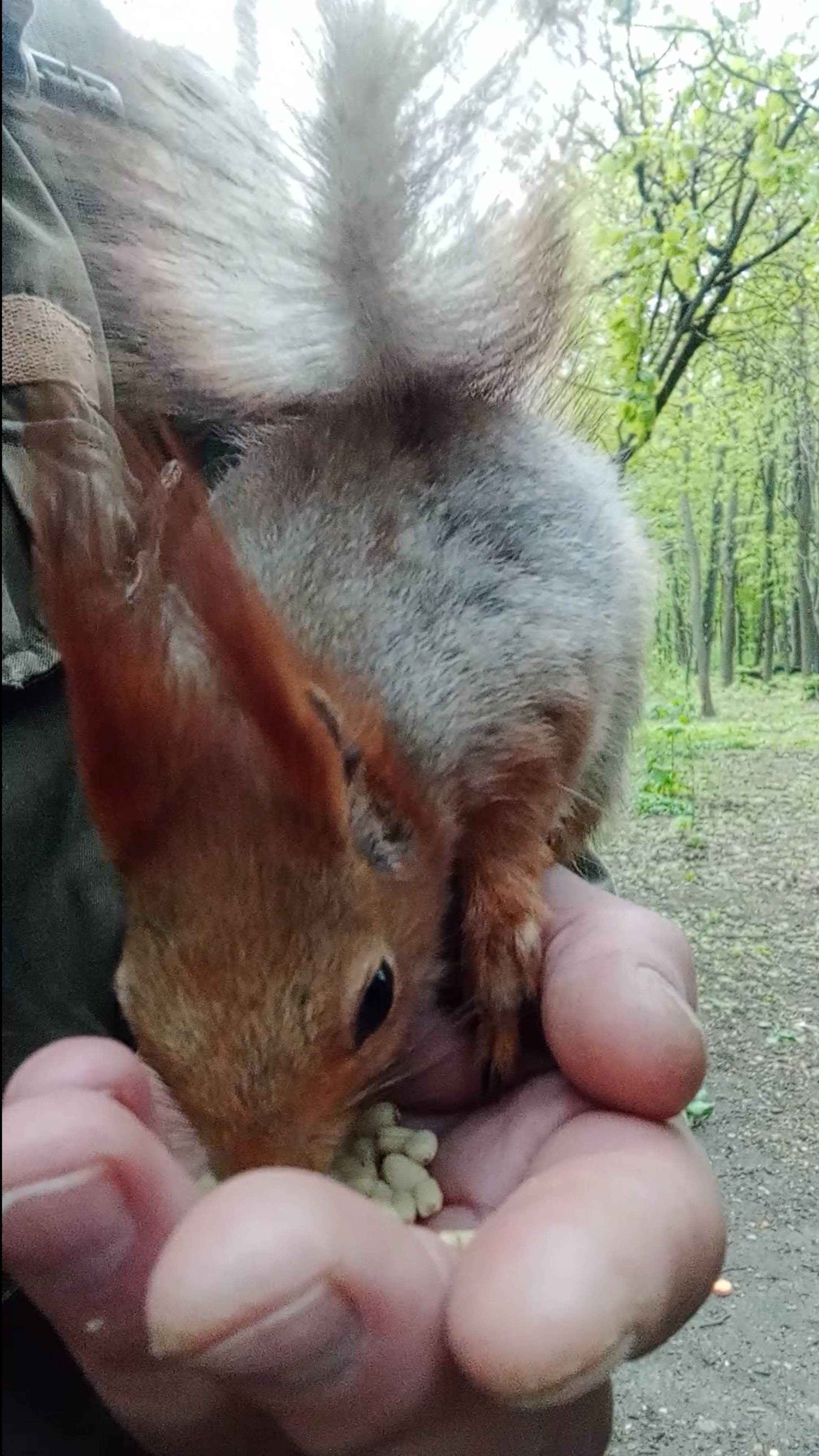 Ручная белка